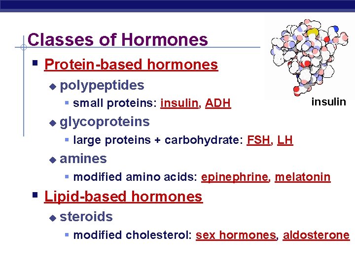 Classes of Hormones § Protein-based hormones u polypeptides § small proteins: insulin, ADH u