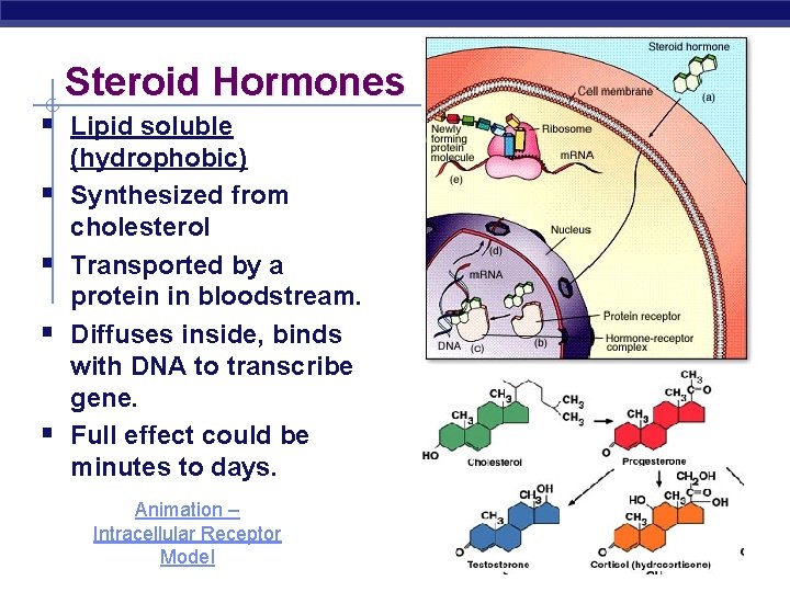 Steroid Hormones § Lipid soluble § § (hydrophobic) Synthesized from cholesterol Transported by a