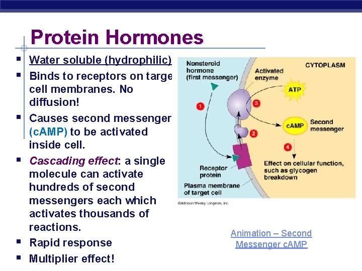 Protein Hormones § Water soluble (hydrophilic) § Binds to receptors on target § §