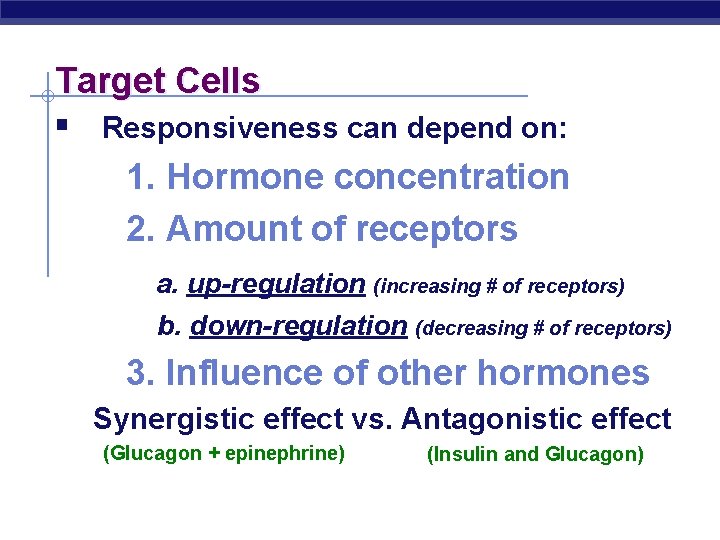 Target Cells § Responsiveness can depend on: 1. Hormone concentration 2. Amount of receptors