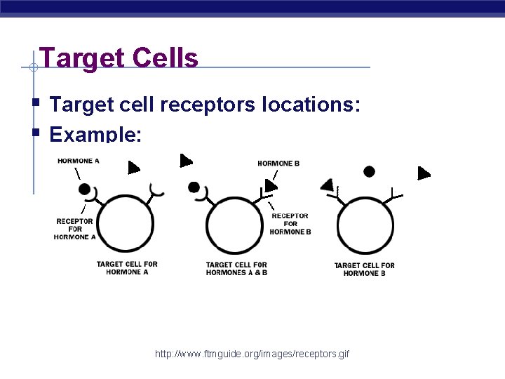 Target Cells § Target cell receptors locations: § Example: http: //www. ftmguide. org/images/receptors. gif
