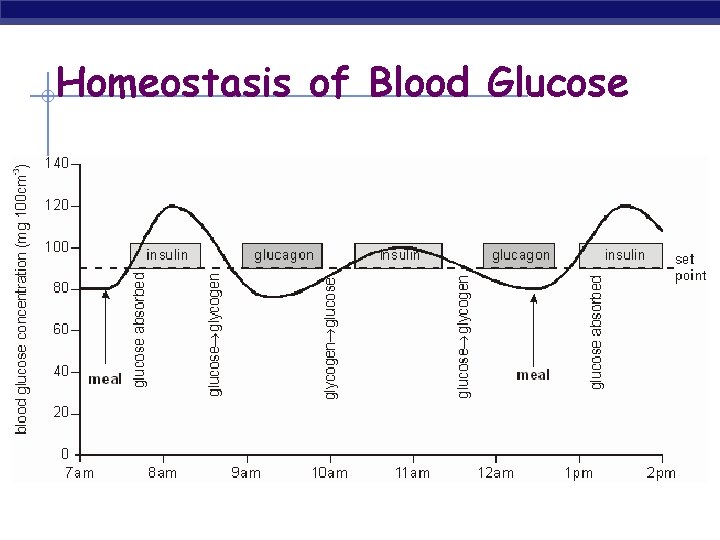 Homeostasis of Blood Glucose 