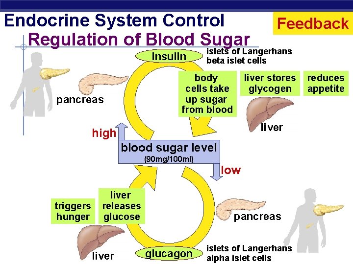 Endocrine System Control Regulation of Blood Sugar insulin islets of Langerhans beta islet cells