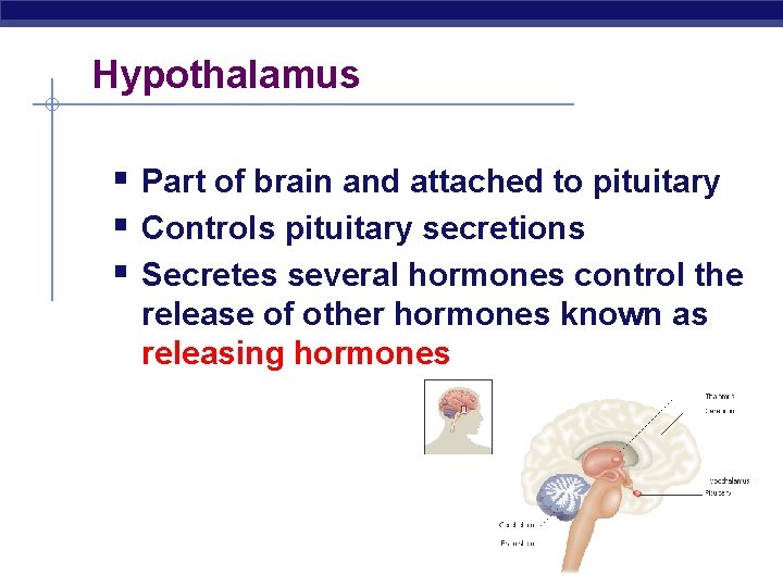 Hypothalamus § Part of brain and attached to pituitary § Controls pituitary secretions §