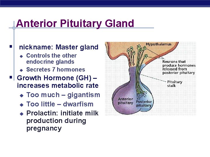 Anterior Pituitary Gland § nickname: Master gland u u Controls the other endocrine glands