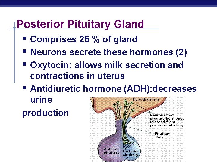 Posterior Pituitary Gland § Comprises 25 % of gland § Neurons secrete these hormones
