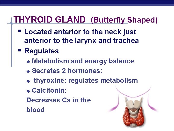 THYROID GLAND (Butterfly Shaped) § Located anterior to the neck just § anterior to