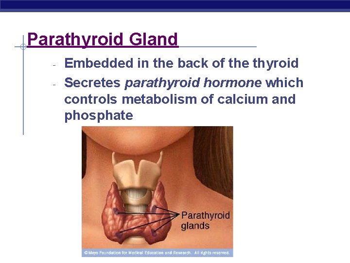 Parathyroid Gland - Embedded in the back of the thyroid Secretes parathyroid hormone which