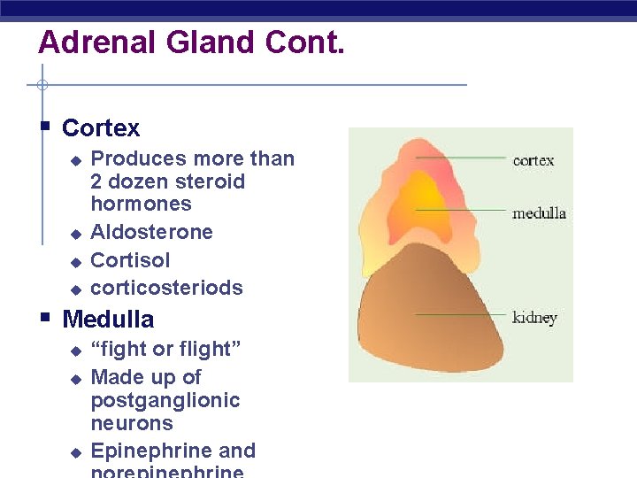 Adrenal Gland Cont. § Cortex u u Produces more than 2 dozen steroid hormones