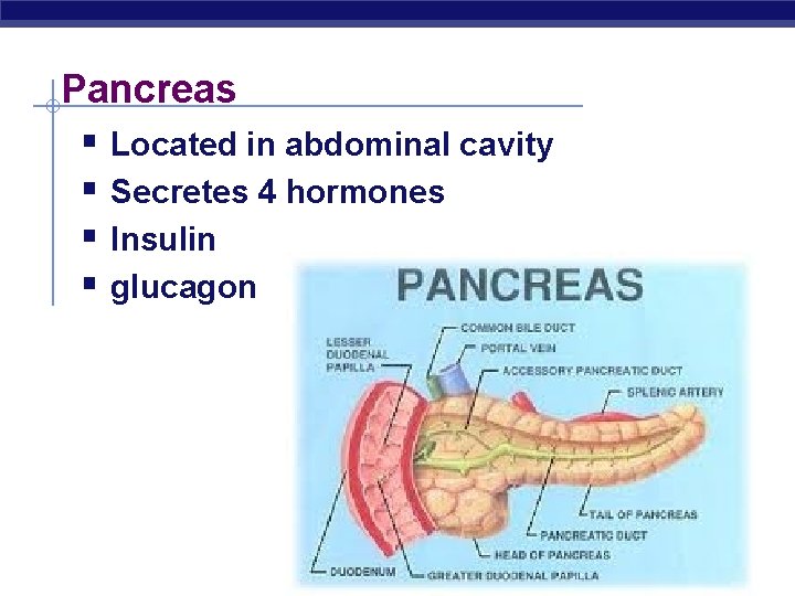 Pancreas § Located in abdominal cavity § Secretes 4 hormones § Insulin § glucagon