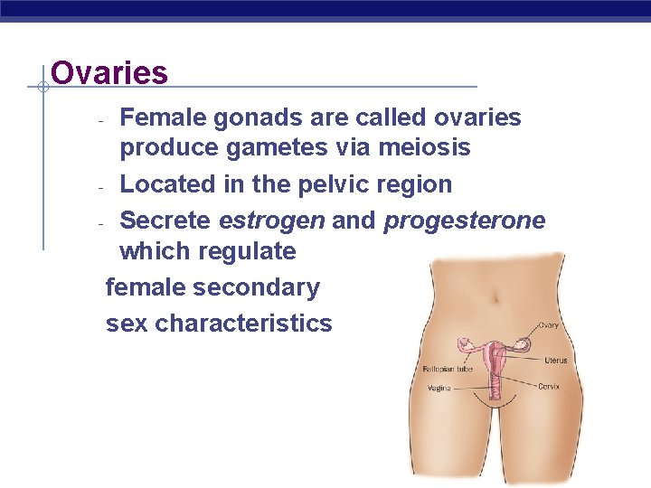 Ovaries Female gonads are called ovaries produce gametes via meiosis - Located in the