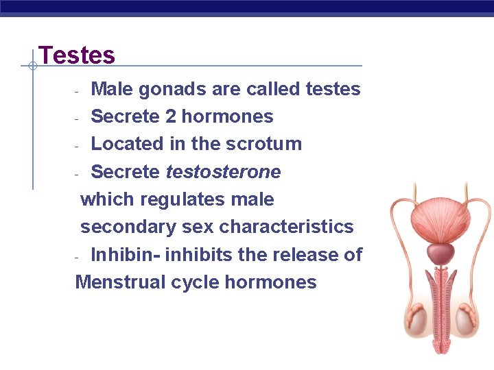 Testes Male gonads are called testes - Secrete 2 hormones - Located in the