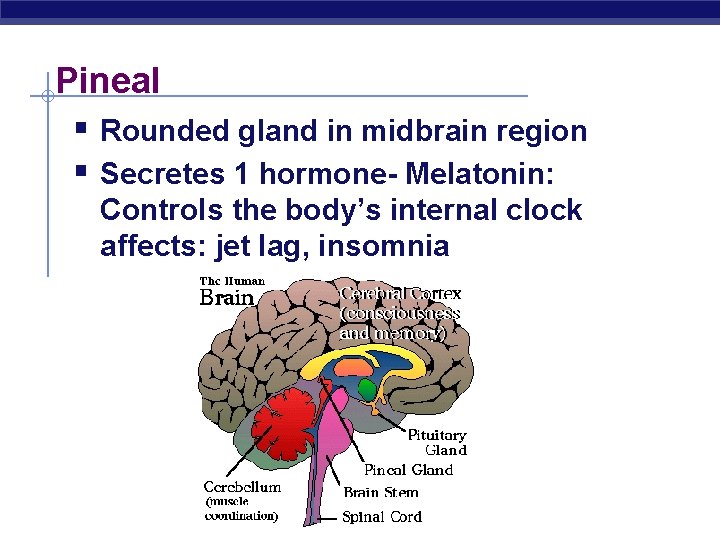 Pineal § Rounded gland in midbrain region § Secretes 1 hormone- Melatonin: Controls the