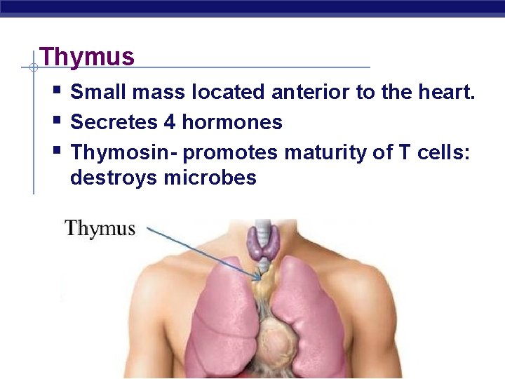 Thymus § Small mass located anterior to the heart. § Secretes 4 hormones §