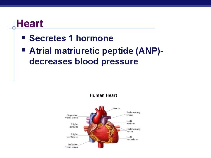 Heart § Secretes 1 hormone § Atrial matriuretic peptide (ANP)decreases blood pressure 