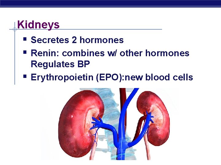 Kidneys § Secretes 2 hormones § Renin: combines w/ other hormones § Regulates BP
