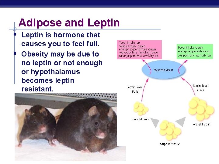 Adipose and Leptin § Leptin is hormone that § causes you to feel full.