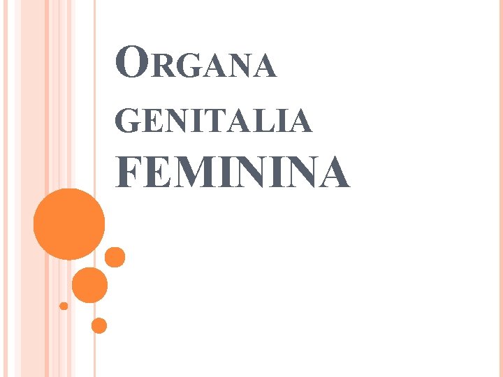 ORGANA GENITALIA FEMININA 