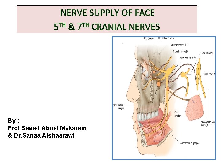 NERVE SUPPLY OF FACE 5 TH & 7 TH CRANIAL NERVES By : Prof