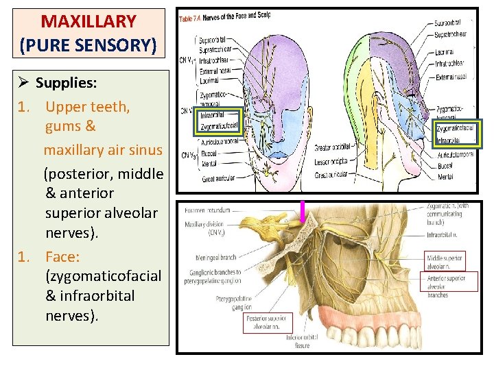 MAXILLARY (PURE SENSORY) Ø Supplies: 1. Upper teeth, gums & maxillary air sinus (posterior,