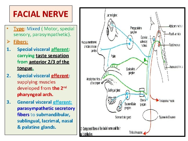 FACIAL NERVE • Type: Mixed ( Motor, special sensory, parasympathetic). Ø Fibers: 1. Special