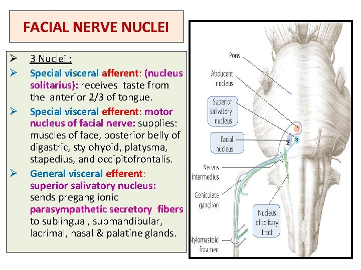 FACIAL NERVE NUCLEI Ø 3 Nuclei : Ø Special visceral afferent: (nucleus solitarius): receives