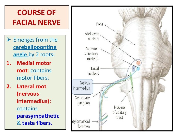 COURSE OF FACIAL NERVE Ø Emerges from the cerebellopontine angle by 2 roots: 1.