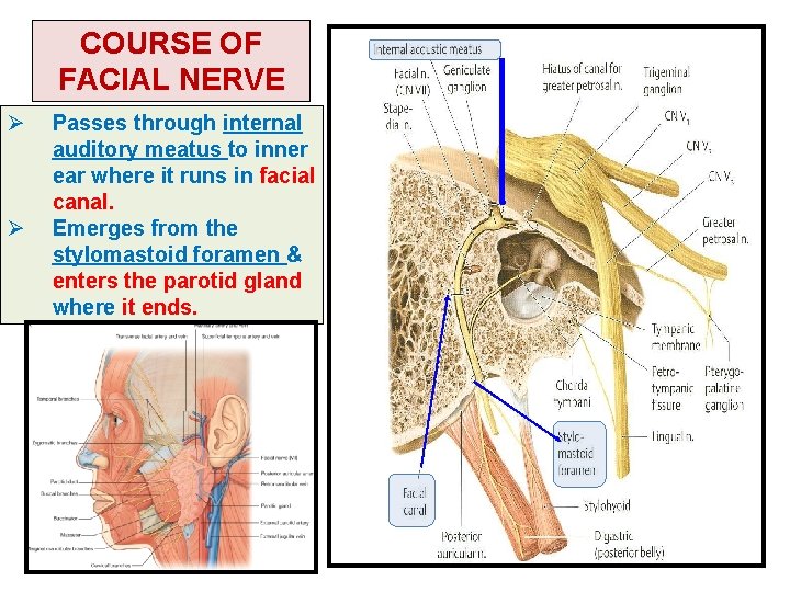 COURSE OF FACIAL NERVE Ø Ø Passes through internal auditory meatus to inner ear