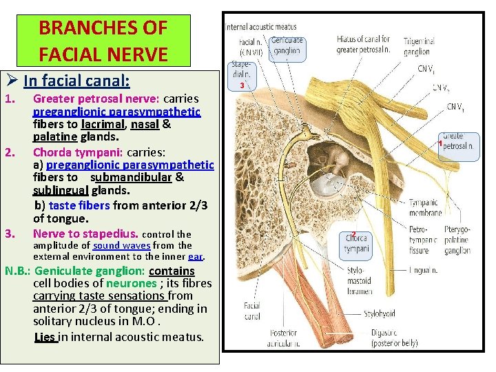 BRANCHES OF FACIAL NERVE Ø In facial canal: 1. 2. 3. Greater petrosal nerve: