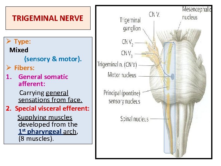 TRIGEMINAL NERVE Ø Type: Mixed (sensory & motor). Ø Fibers: 1. General somatic afferent: