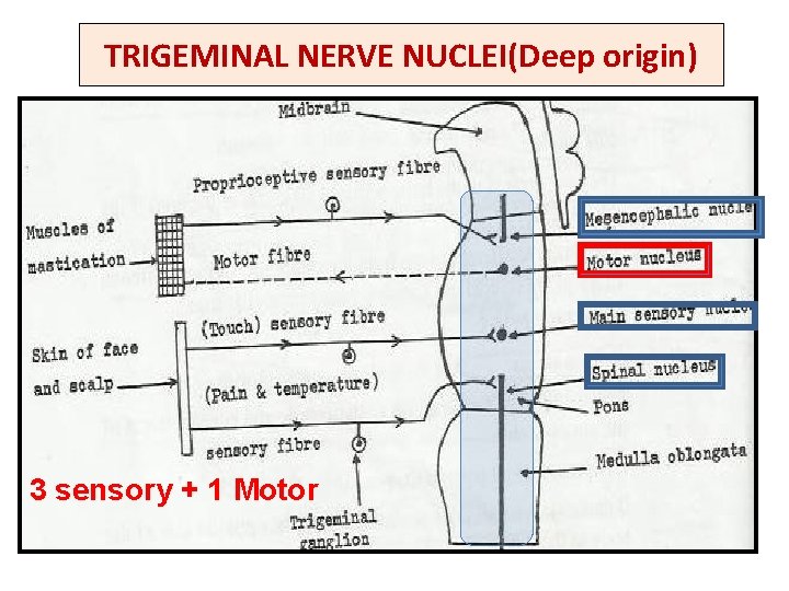 TRIGEMINAL NERVE NUCLEI(Deep origin) 3 sensory + 1 Motor 