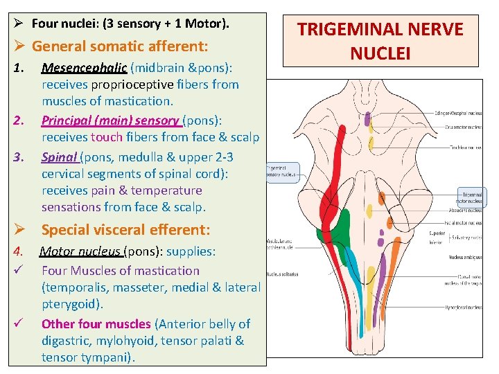 Ø Four nuclei: (3 sensory + 1 Motor). Ø General somatic afferent: 1. 2.