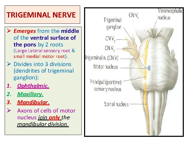 TRIGEMINAL NERVE Ø Emerges from the middle of the ventral surface of the pons