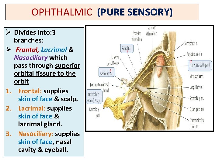 OPHTHALMIC (PURE SENSORY) Ø Divides into: 3 branches: Ø Frontal, Lacrimal & Nasociliary which