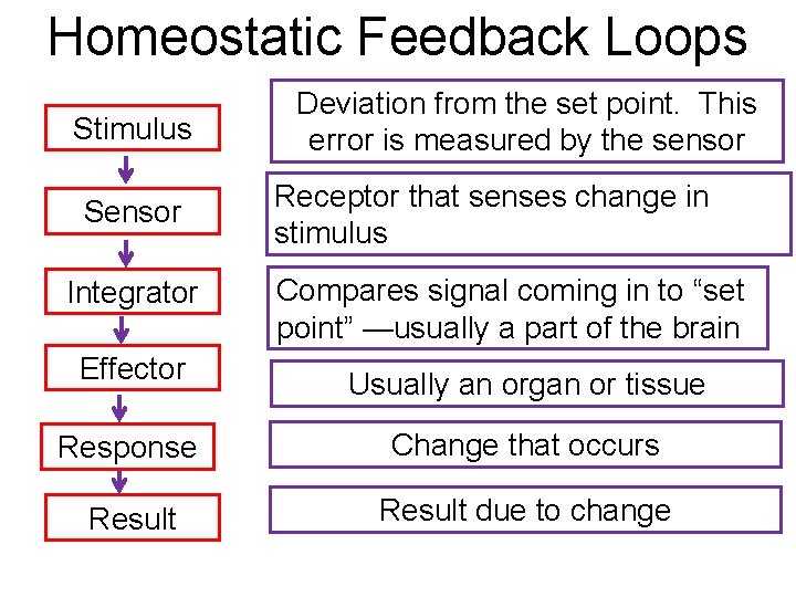 Homeostatic Feedback Loops Stimulus Sensor Integrator Effector Deviation from the set point. This error