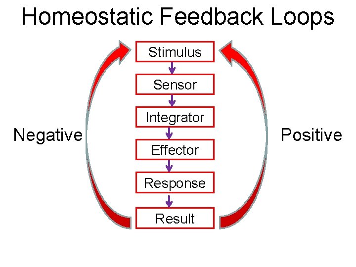 Homeostatic Feedback Loops Stimulus Sensor Negative Integrator Effector Response Result Positive 