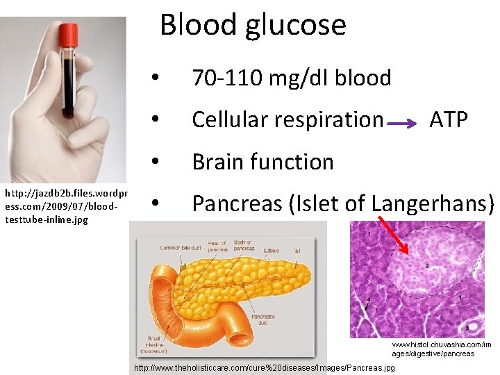 Blood glucose http: //jazdb 2 b. files. wordpr ess. com/2009/07/bloodtesttube-inline. jpg • 70 -110