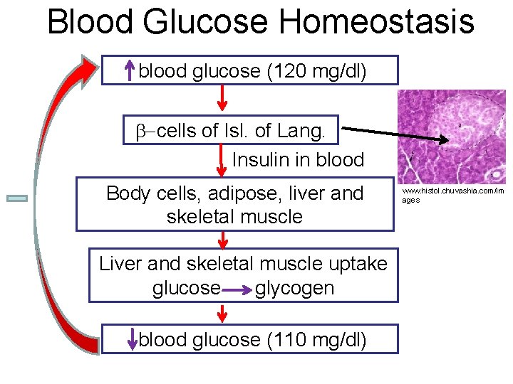 Blood Glucose Homeostasis blood glucose (120 mg/dl) b-cells of Isl. of Lang. Insulin in