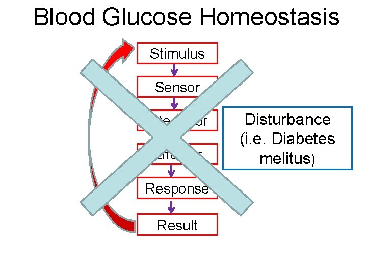 Blood Glucose Homeostasis Stimulus Sensor Integrator Effector Response Result Disturbance (i. e. Diabetes melitus)