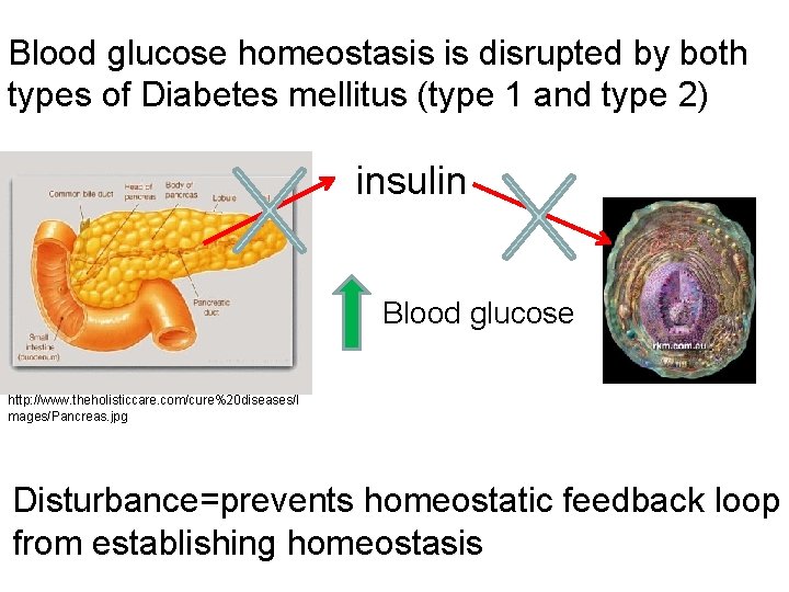 Blood glucose homeostasis is disrupted by both types of Diabetes mellitus (type 1 and