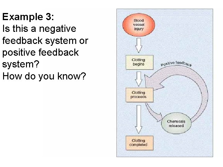 Example 3: Is this a negative feedback system or positive feedback system? How do