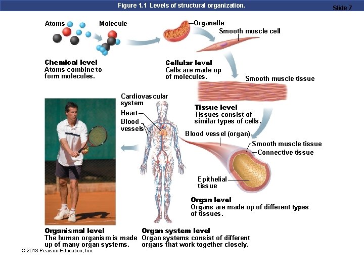 Figure 1. 1 Levels of structural organization. Atoms Organelle Smooth muscle cell Molecule Chemical