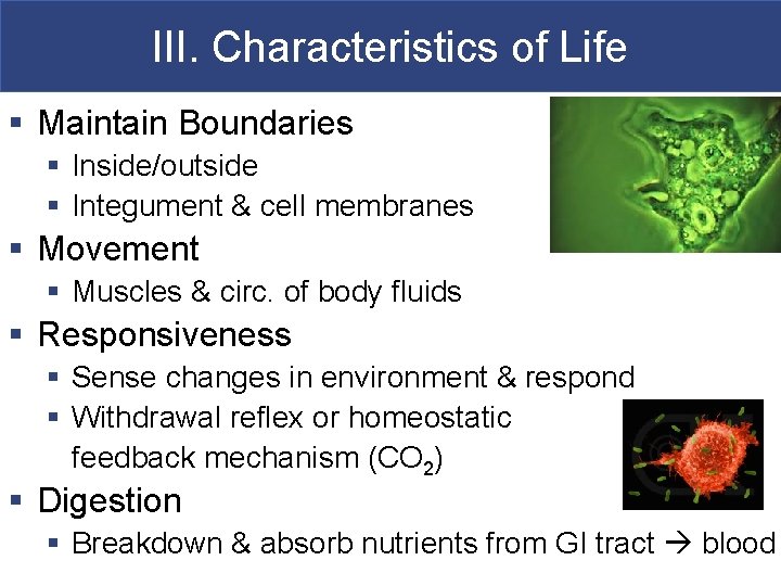 III. Characteristics of Life § Maintain Boundaries § Inside/outside § Integument & cell membranes