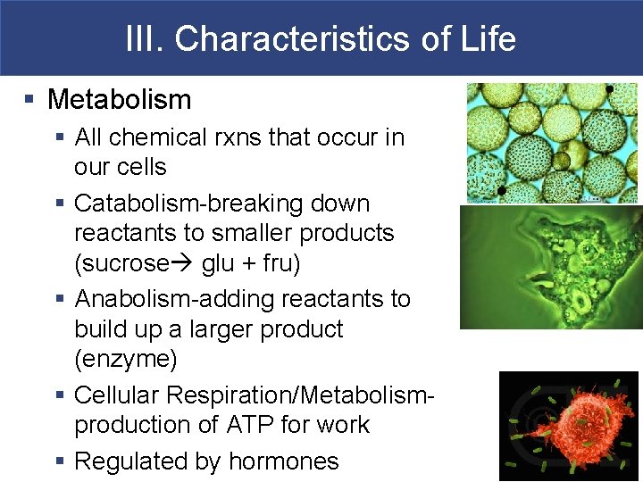 III. Characteristics of Life § Metabolism § All chemical rxns that occur in our