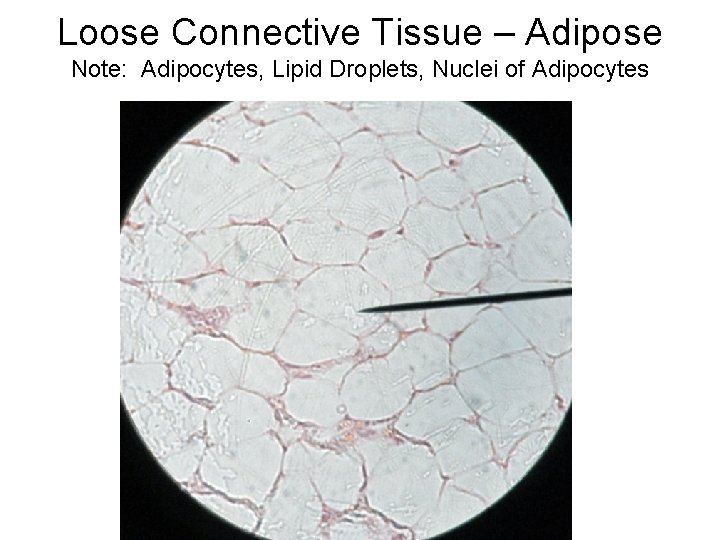 Loose Connective Tissue – Adipose Note: Adipocytes, Lipid Droplets, Nuclei of Adipocytes 