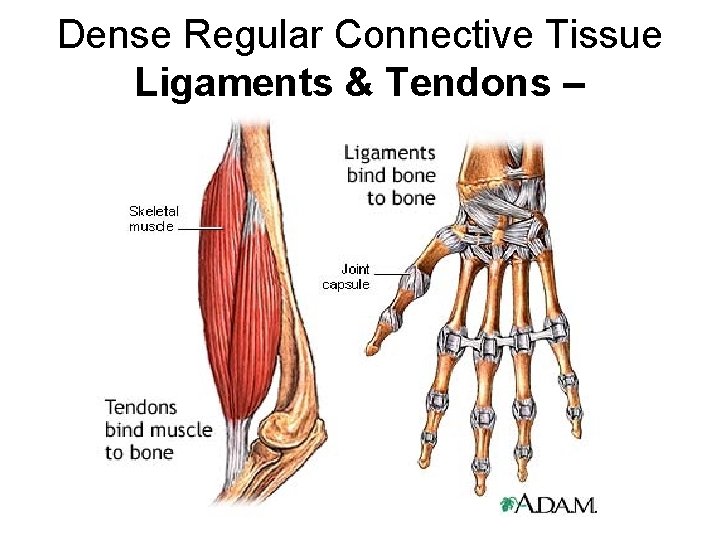 Dense Regular Connective Tissue Ligaments & Tendons – 