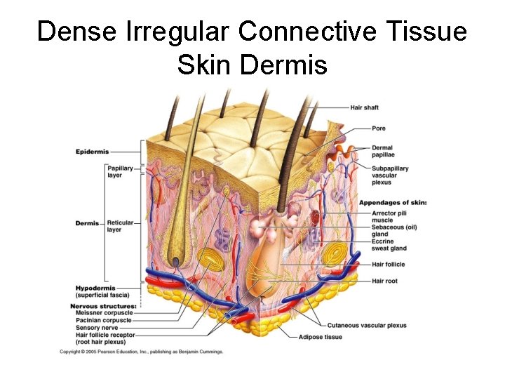 Dense Irregular Connective Tissue Skin Dermis 
