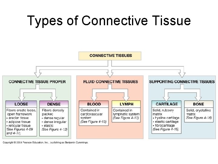 Types of Connective Tissue 