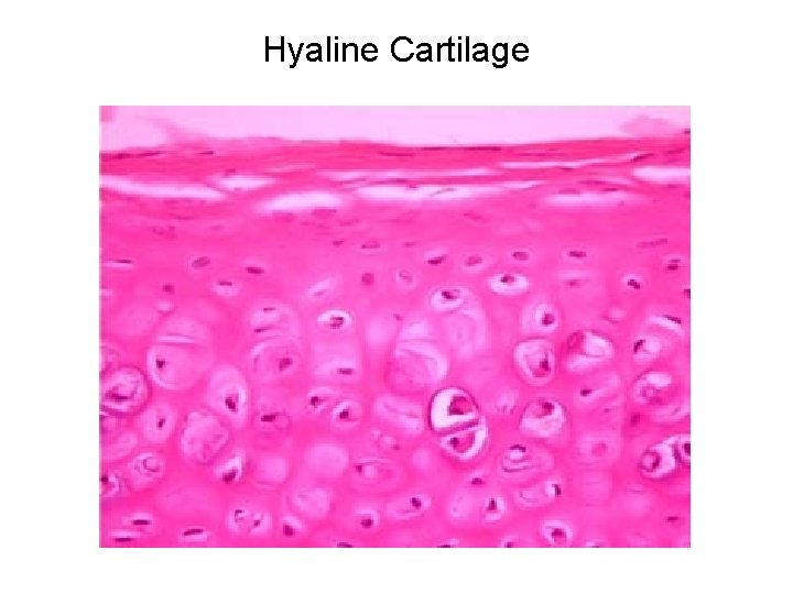 Hyaline Cartilage 