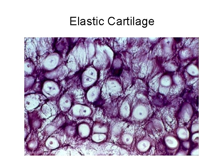 Elastic Cartilage 